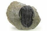 Hollardops Trilobite Fossil - Detailed Eye Preservation #275225-2